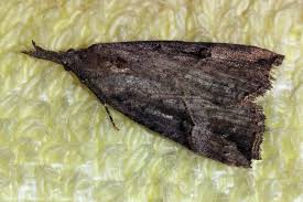 Attēlu rezultāti vaicājumam “Hypena rostralis”