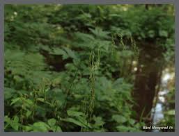 Attēlu rezultāti vaicājumam “Glyceria lithuanica”