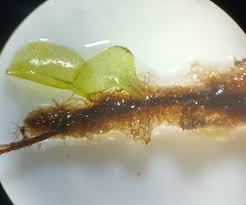 Attēlu rezultāti vaicājumam “Seligeria donniana”