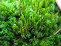 Attēlu rezultāti vaicājumam “Dicranum flagellare”