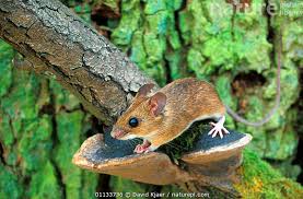 Attēlu rezultāti vaicājumam “Apodemus flavicollis”