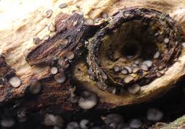 Attēlu rezultāti vaicājumam “Mollisia uda”