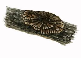 Attēlu rezultāti vaicājumam “Hypocreopsis lichenoides”