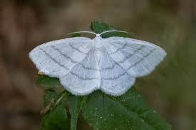 Attēlu rezultāti vaicājumam “Cabera pusaria”