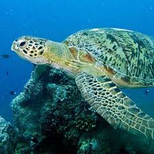 Image result for Chelonia mydas