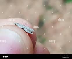 Attēlu rezultāti vaicājumam “Hypatima rhomboidella”