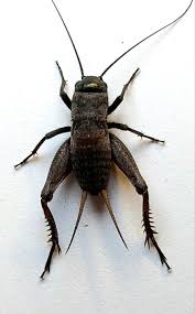 Attēlu rezultāti vaicājumam “Gryllus domesticus”