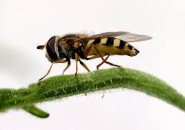 Attēlu rezultāti vaicājumam “Eupeodes corollae”