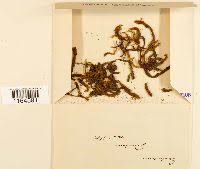 Attēlu rezultāti vaicājumam “Pseudocalliergon turgescens”