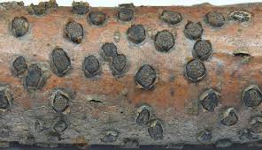 Attēlu rezultāti vaicājumam “Diatrype disciformis”