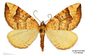 Attēlu rezultāti vaicājumam “Eulithis populata”