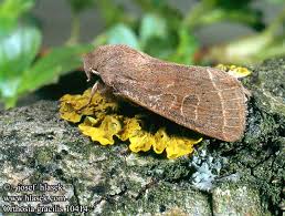Attēlu rezultāti vaicājumam “Orthosia gracilis”