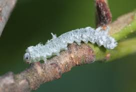 Attēlu rezultāti vaicājumam “Eriocampa ovata larva”