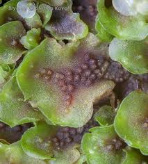 Attēlu rezultāti vaicājumam “Pellia neesiana”