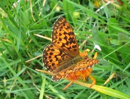 Attēlu rezultāti vaicājumam “Boloria titania upperside”