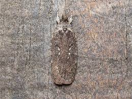 Attēlu rezultāti vaicājumam “Agonopterix ciliella”