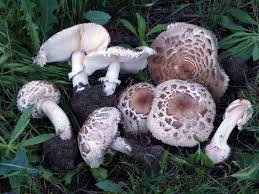 Attēlu rezultāti vaicājumam “Macrolepiota rhacodes var. bohemica”