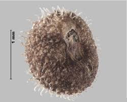 Attēlu rezultāti vaicājumam “Galium schultesii fruit”