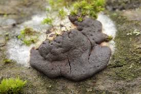 Attēlu rezultāti vaicājumam “Dictydiaethalium plumbeum”