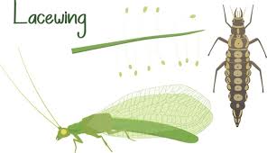 Attēlu rezultāti vaicājumam “Chrysopa”