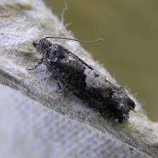 Attēlu rezultāti vaicājumam “Epinotia immundana”