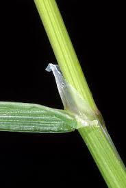 Attēlu rezultāti vaicājumam “Poa trivialis leaf”