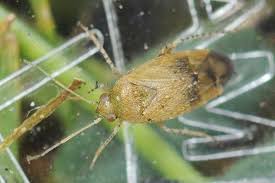 Attēlu rezultāti vaicājumam “Psallus sp.”