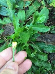 Attēlu rezultāti vaicājumam “Hypochaeris radicata leaf”