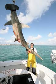 Image result for Sphyrna mokarran