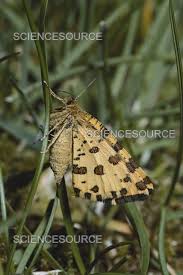 Attēlu rezultāti vaicājumam “Pseudopanthera macularia”