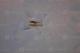 Attēlu rezultāti vaicājumam “Gerridae”