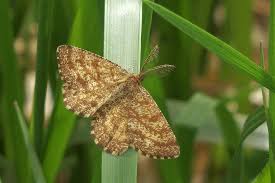 Attēlu rezultāti vaicājumam “Ematurga atomaria”