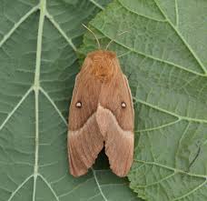 Attēlu rezultāti vaicājumam “Lasiocampa quercus”