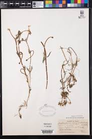 Attēlu rezultāti vaicājumam “Batrachium circinatum leaf”