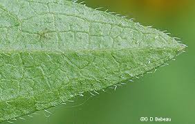Attēlu rezultāti vaicājumam “Rudbeckia hirta var. hirta leaf”