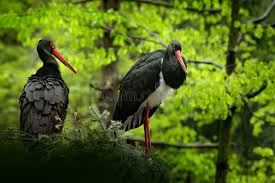 Attēlu rezultāti vaicājumam “Ciconia nigra nest”