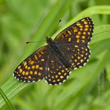 Attēlu rezultāti vaicājumam “Melitaea diamina underside”
