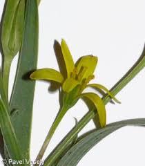 Attēlu rezultāti vaicājumam “Gagea pratensis”