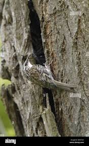 Attēlu rezultāti vaicājumam “Certhia familiaris adult”