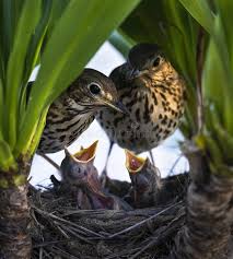 Attēlu rezultāti vaicājumam “Turdus philomelos nest”