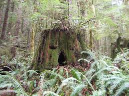 Attēlu rezultāti vaicājumam “Lepidozia reptans”