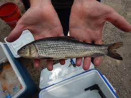 Image result for Minytrema melanops