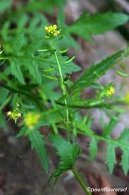 Attēlu rezultāti vaicājumam “Rorippa palustris flower”