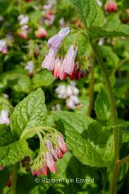 Attēlu rezultāti vaicājumam “Symphytum grandiflorum flower”
