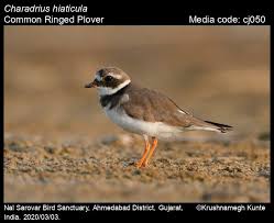 Attēlu rezultāti vaicājumam “Charadrius hiaticula adult”