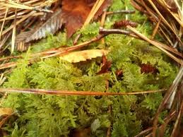 Attēlu rezultāti vaicājumam “Thuidium”