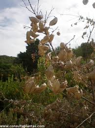 Image result for Colutea x media (arborescens x orientalis)