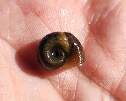 Attēlu rezultāti vaicājumam “Planorbidae”