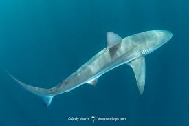Image result for Carcharhinus obscurus