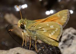 Attēlu rezultāti vaicājumam “Hesperia comma”